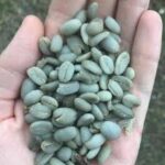 Handful of blue Mandheling beans