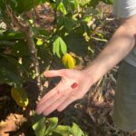 Liberica – the forgotten hero of world coffee