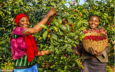 Ethipoian women collecting coffee in a plantation, they look very happy